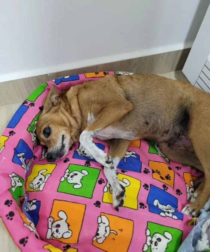 Cachorro raça SRD-ViraLata idade 6 ou mais anos nome Mila