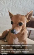 Cachorro raça SRD-ViraLata idade 6 ou mais anos nome Mila