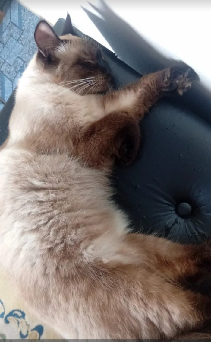 Gato raça SRD-ViraLata idade 1 ano nome Fifi