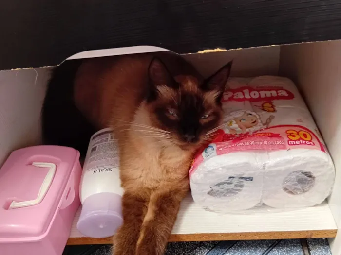 Gato raça SRD-ViraLata idade 1 ano nome Fifi