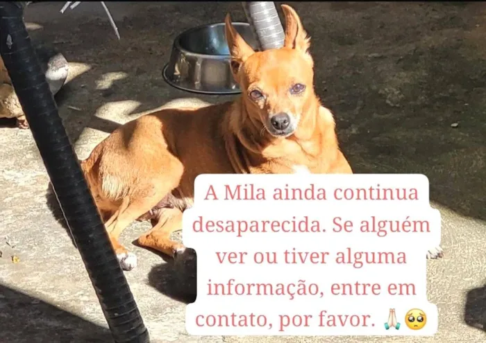 Cachorro raça SRD-ViraLata idade 6 ou mais anos nome Mila