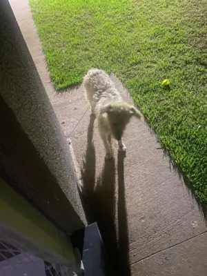 Cachorro raça SRD-ViraLata idade 1 ano nome Snoopy