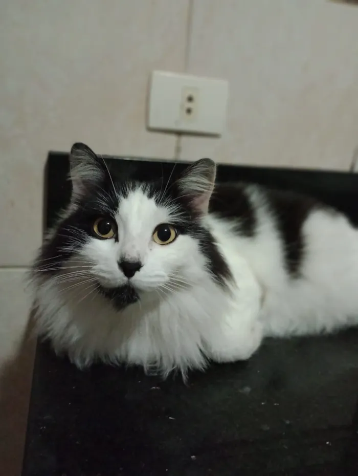 Gato raça SRD-ViraLata idade 6 ou mais anos nome Charlies 