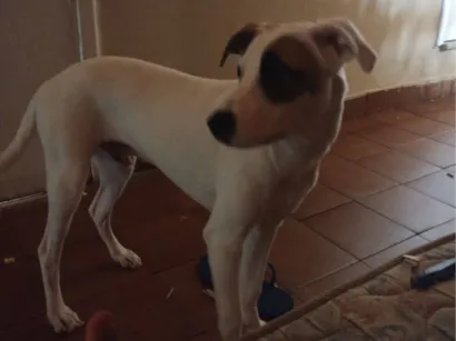 Cachorro raça SRD-ViraLata idade 7 a 11 meses nome Pequeno