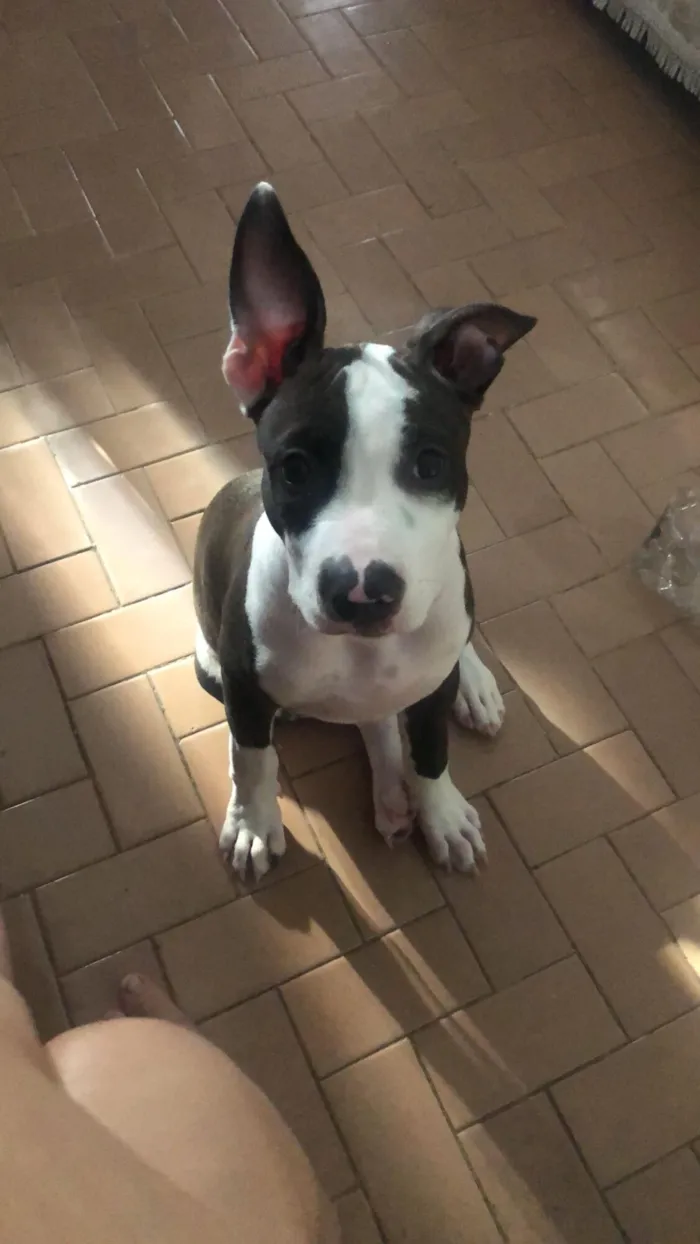 Cachorro raça Pit-Bull idade 2 a 6 meses nome Kyra
