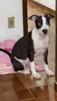 Cachorro raça Pit-Bull idade 2 a 6 meses nome Kyra