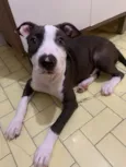 Cachorro raça Pit-Bull idade 2 a 6 meses nome Kyra