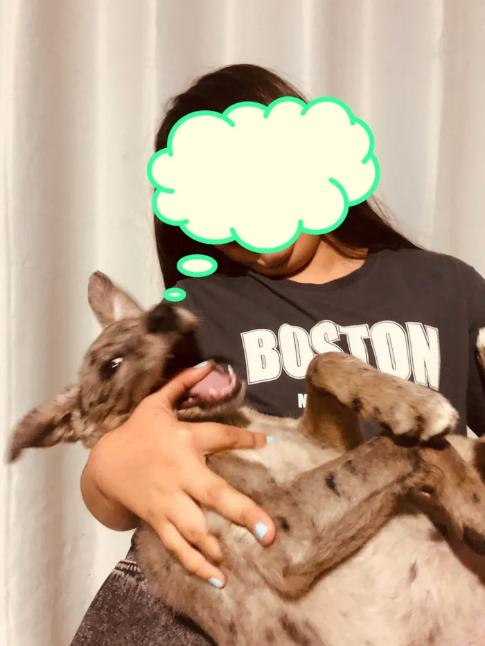 Cachorro raça SRD-ViraLata idade 2 a 6 meses nome Crystal