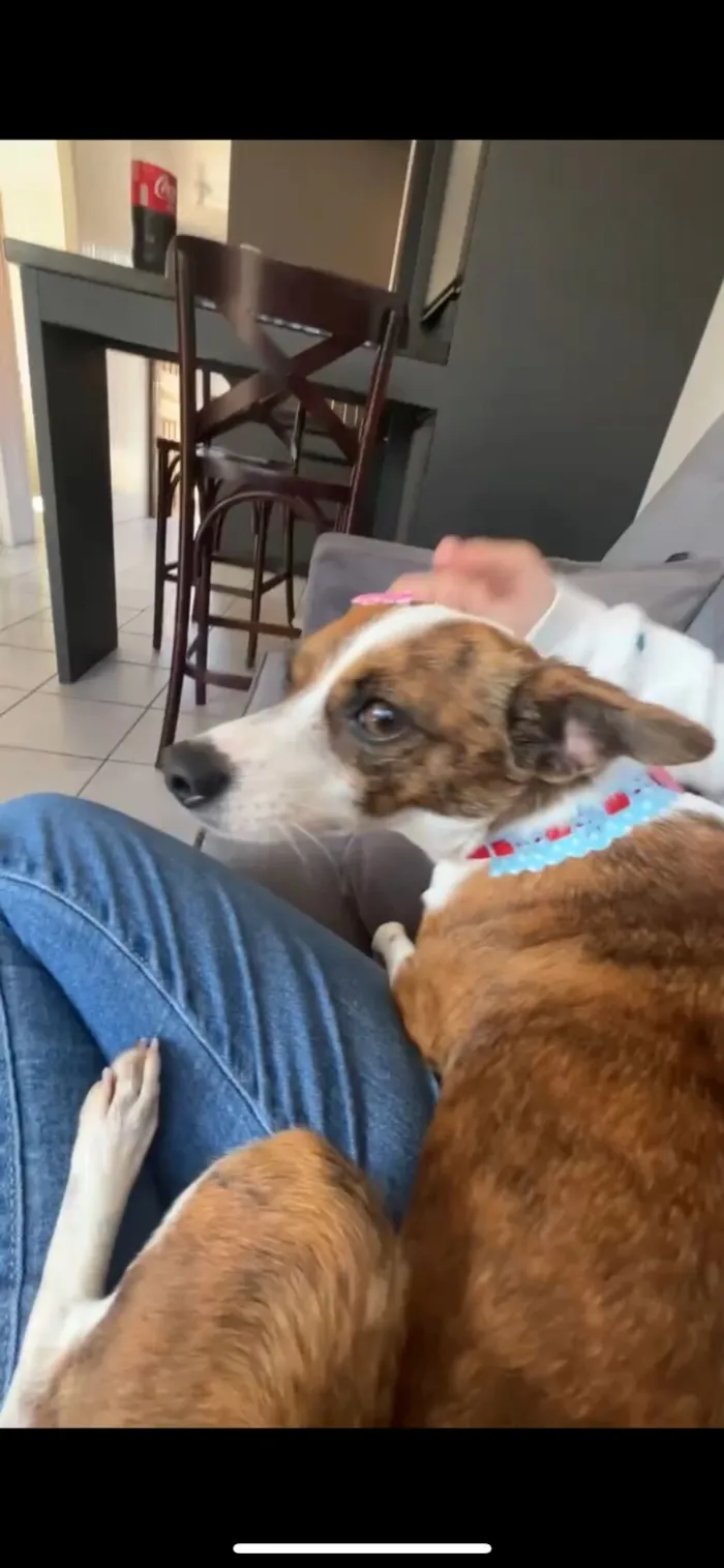 Cachorro raça SRD-ViraLata idade 5 anos nome rayka