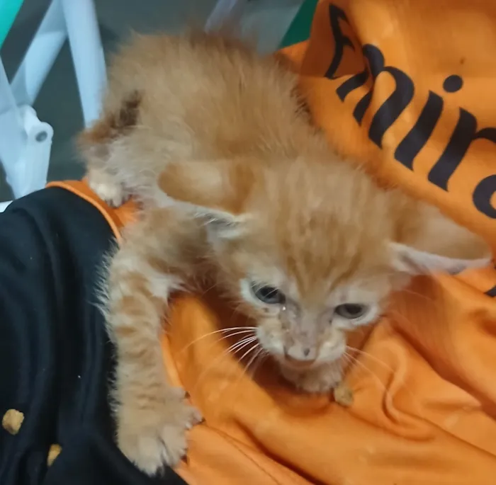 Gato raça SRD-ViraLata idade Abaixo de 2 meses nome Laranjinha