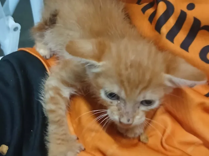 Gato raça SRD-ViraLata idade Abaixo de 2 meses nome Laranjinha