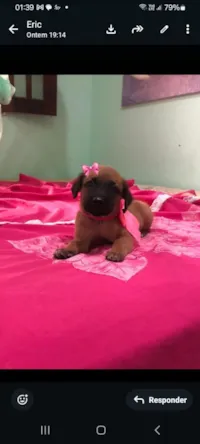 Cachorro raça SRD-ViraLata idade 2 a 6 meses nome Suzy
