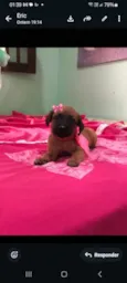Cachorro raça SRD-ViraLata idade 2 a 6 meses nome Suzy