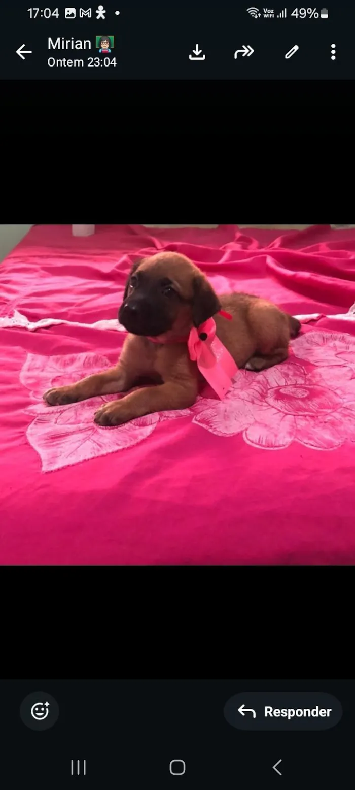 Cachorro raça SRD-ViraLata idade 2 a 6 meses nome Suzy