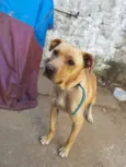 Cachorro raça SRD-ViraLata idade 2 anos nome Max