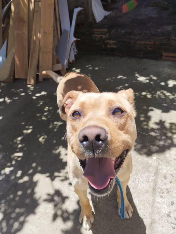 Cachorro raça SRD-ViraLata idade 2 anos nome Max