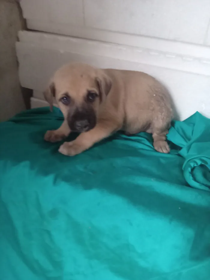 Cachorro raça SRD-ViraLata idade 2 a 6 meses nome Tolumba
