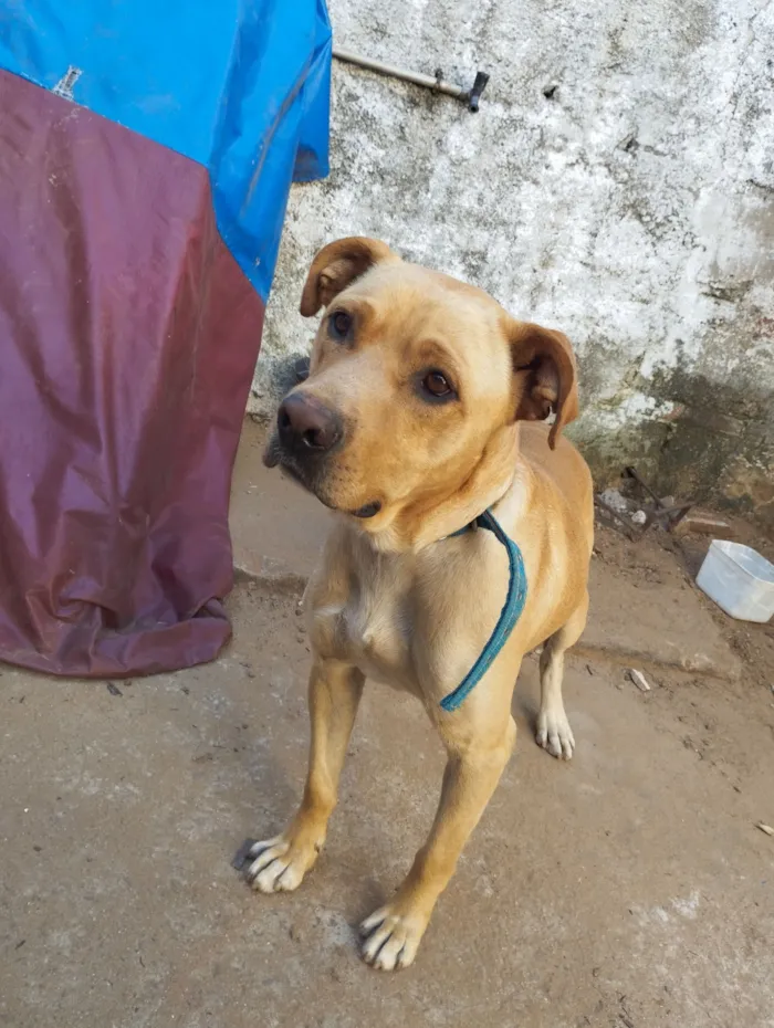 Cachorro raça SRD-ViraLata idade 1 ano nome Max