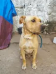 Cachorro raça SRD-ViraLata idade 1 ano nome Max