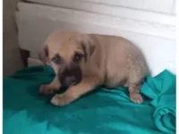 Cachorro raça SRD-ViraLata idade 2 a 6 meses nome Tolumba