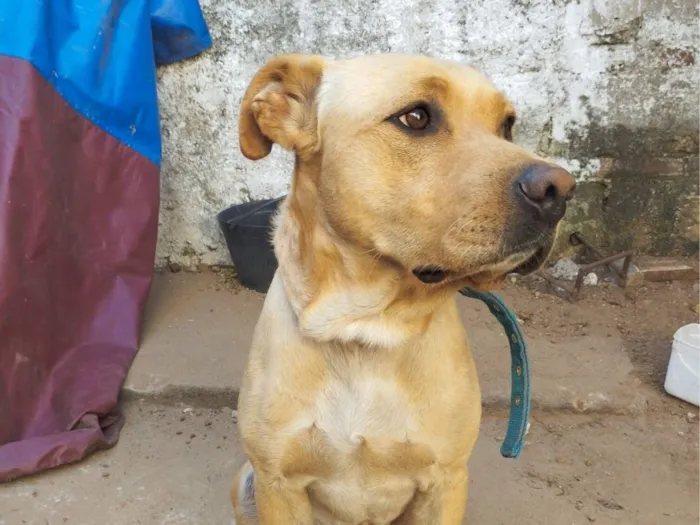 Cachorro raça SRD-ViraLata idade 1 ano nome Max