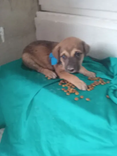 Cachorro raça SRD-ViraLata idade 2 a 6 meses nome Fofinho