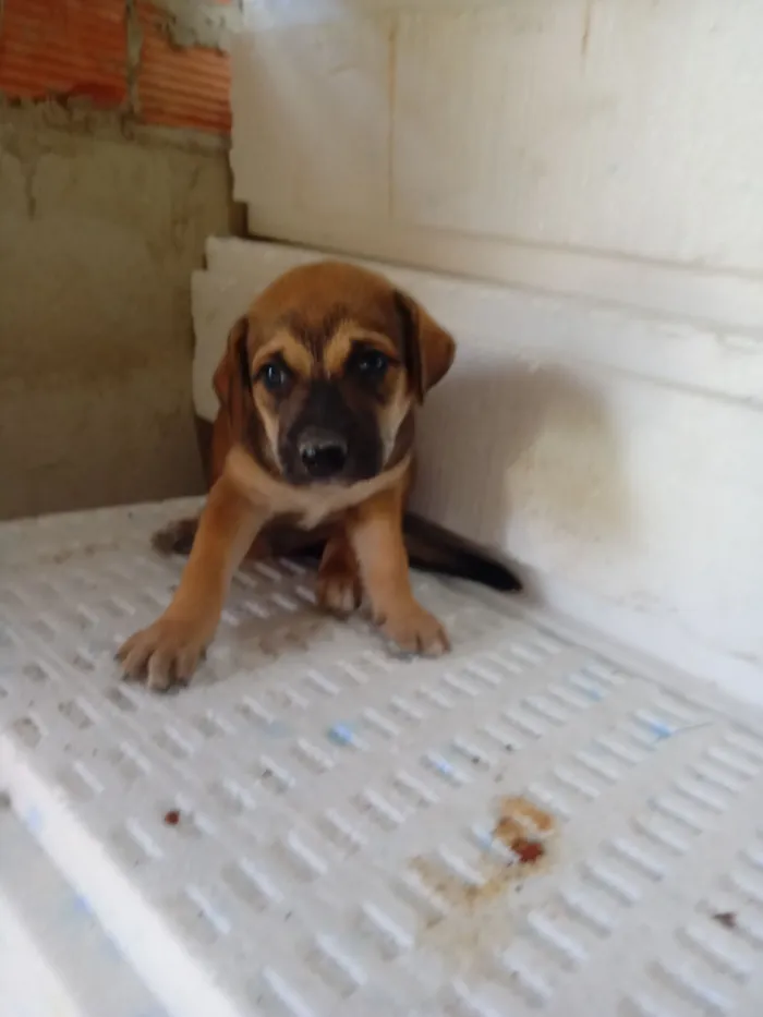 Cachorro raça SRD-ViraLata idade 2 a 6 meses nome Fofinho