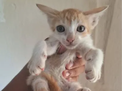 Gato raça SRD-ViraLata idade 2 a 6 meses nome Yoda