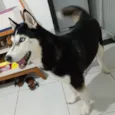 Cachorro raça Husky Siberiano idade 6 ou mais anos nome Akira