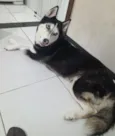 Cachorro raça Husky Siberiano idade 6 ou mais anos nome Akira