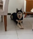 Cachorro raça Husky Siberiano idade 6 ou mais anos nome Akira