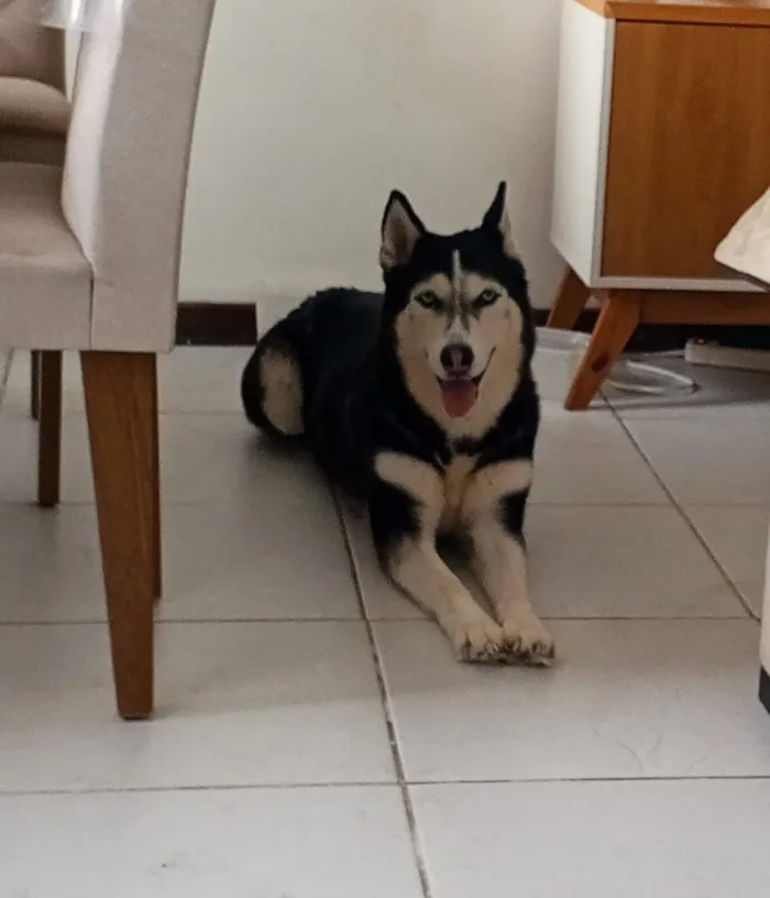 Cachorro raça Husky Siberiano idade 6 ou mais anos nome Akira