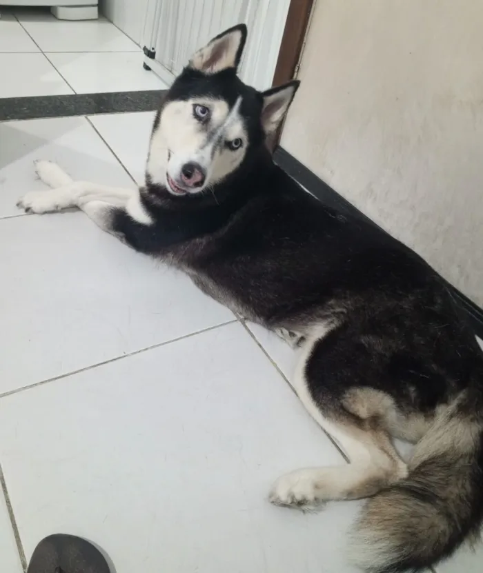 Cachorro raça Husky Siberiano idade 6 ou mais anos nome Akira