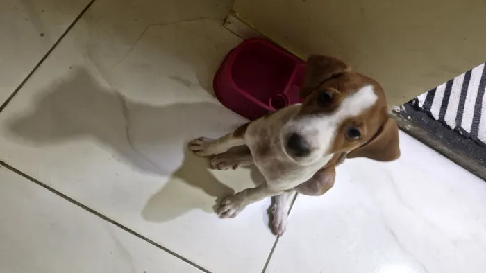 Cachorro raça SRD-ViraLata idade 2 a 6 meses nome Cloe 