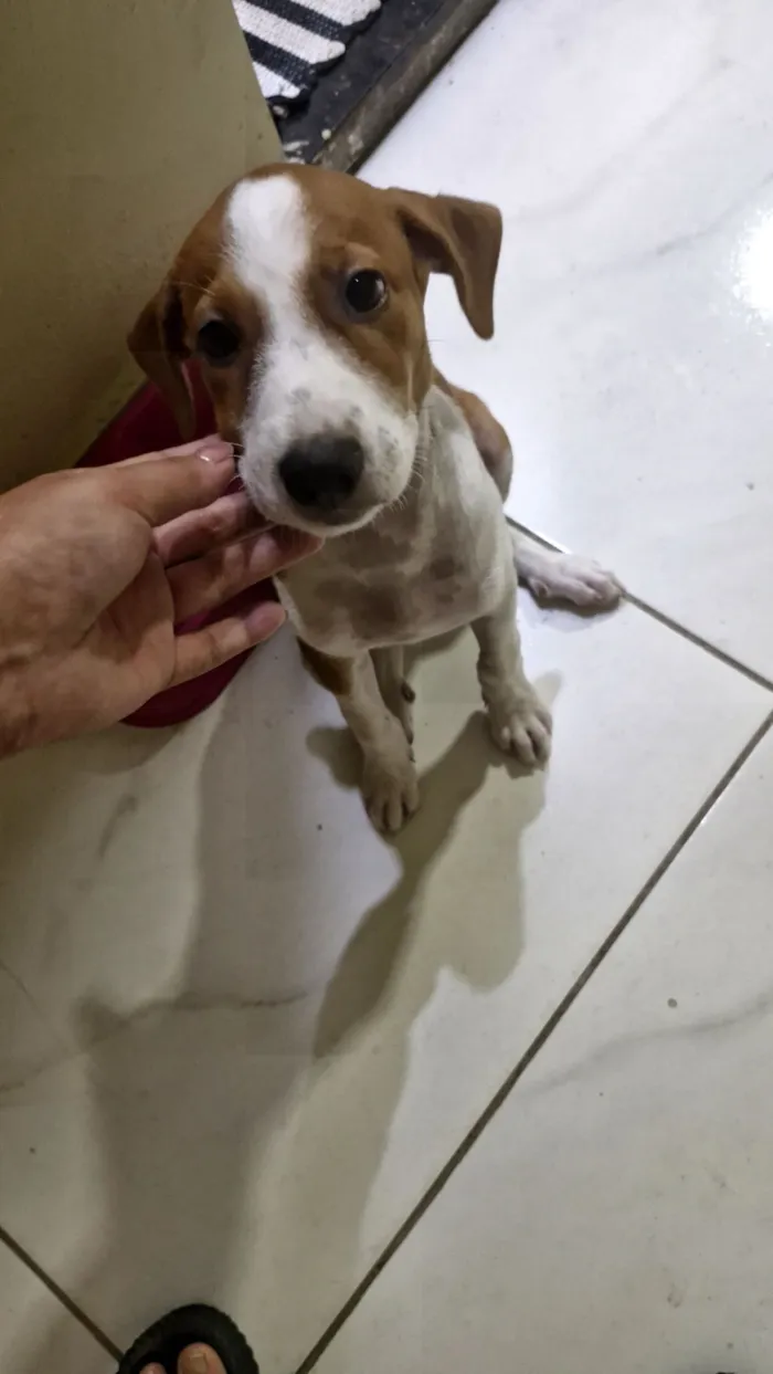 Cachorro raça SRD-ViraLata idade 2 a 6 meses nome Cloe 