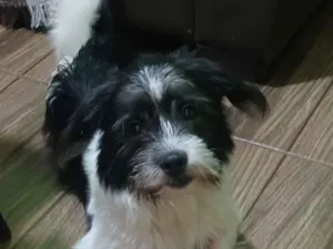 Cachorro raça SRD-ViraLata idade 2 a 6 meses nome Lucky 