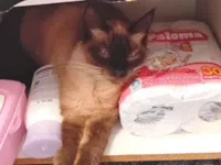 Gato raça SRD-ViraLata idade 1 ano nome Fifi