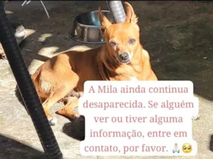 Cachorro raça SRD-ViraLata idade 6 ou mais anos nome Mila