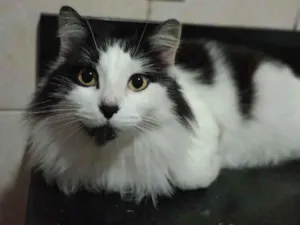 Gato raça SRD-ViraLata idade 6 ou mais anos nome Charlies 