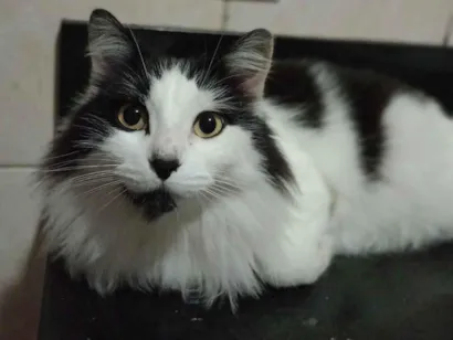 Gato raça SRD-ViraLata idade 6 ou mais anos nome Charlies 