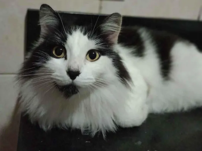 Gato raça SRD-ViraLata idade 6 ou mais anos nome Charlies 