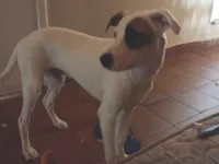 Cachorro raça SRD-ViraLata idade 7 a 11 meses nome Pequeno