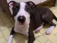 Cachorro raça Pit-Bull idade 2 a 6 meses nome Kyra