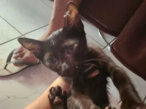 Gato raça SRD-ViraLata idade 2 a 6 meses nome Preta