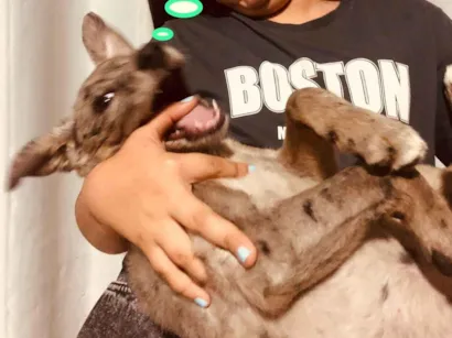 Cachorro raça SRD-ViraLata idade 2 a 6 meses nome Crystal