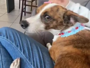 Cachorro raça SRD-ViraLata idade 5 anos nome rayka