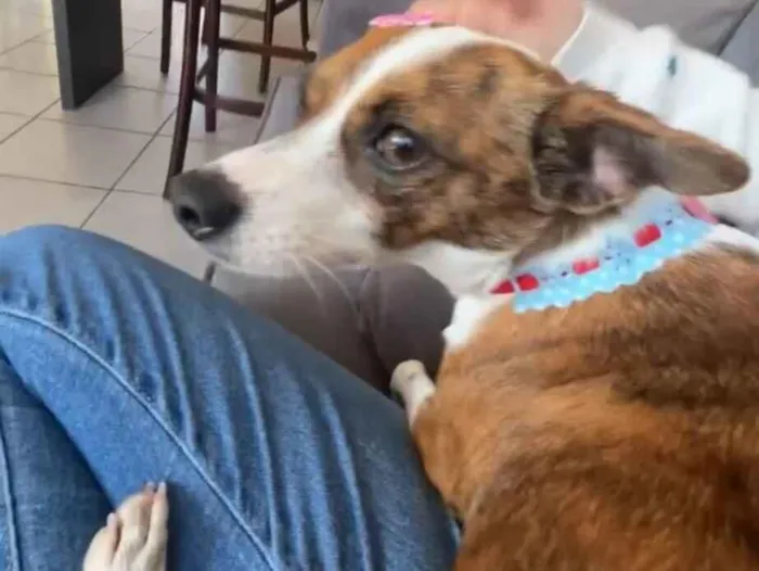 Cachorro raça SRD-ViraLata idade 5 anos nome rayka