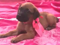Cachorro raça SRD-ViraLata idade 2 a 6 meses nome Suzy