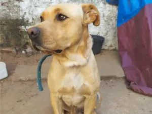 Cachorro raça SRD-ViraLata idade 2 anos nome Max