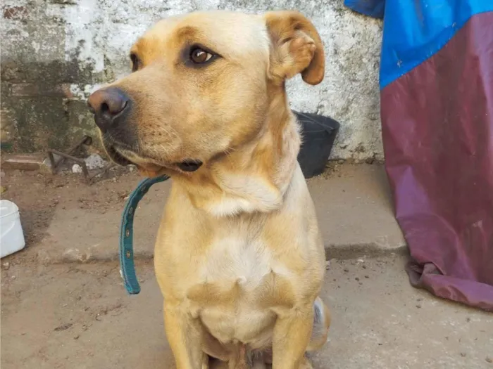 Cachorro raça SRD-ViraLata idade 2 anos nome Max